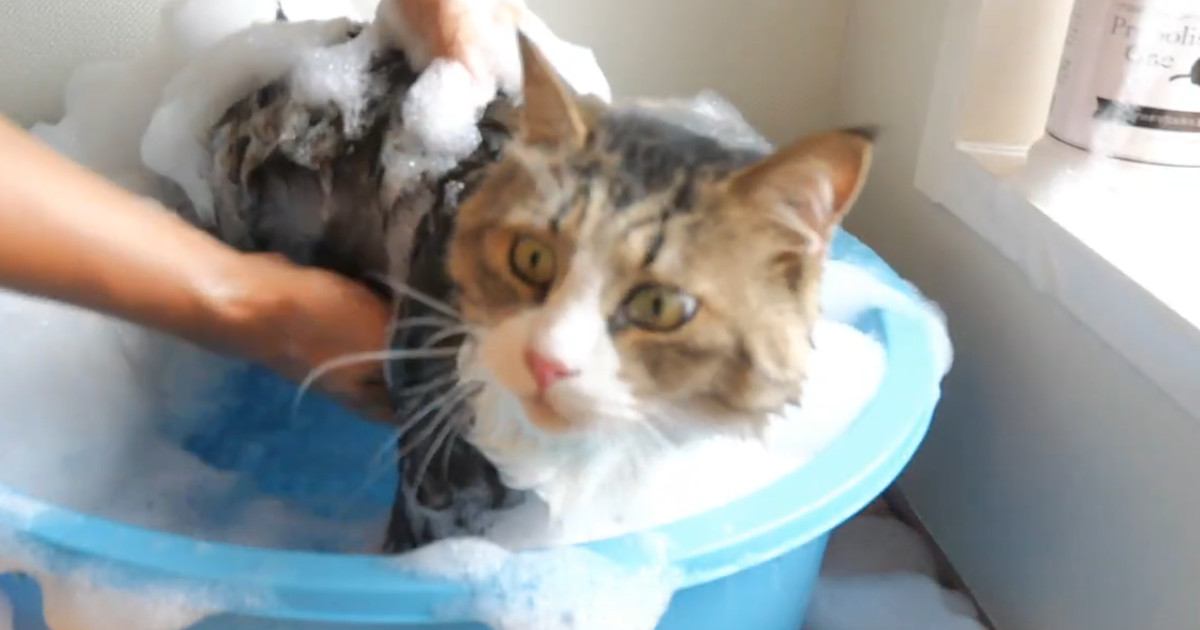 『シャンプー上級者の元野良猫』→お風呂に入れると…目を疑う光景が283万再生「悟りを開いてて草」「何度も見返してしまった」
