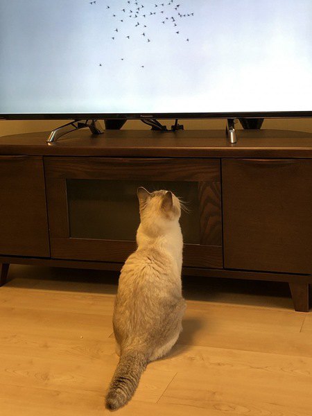 猫はテレビをどんな気持ちで見ているの？６つの心理