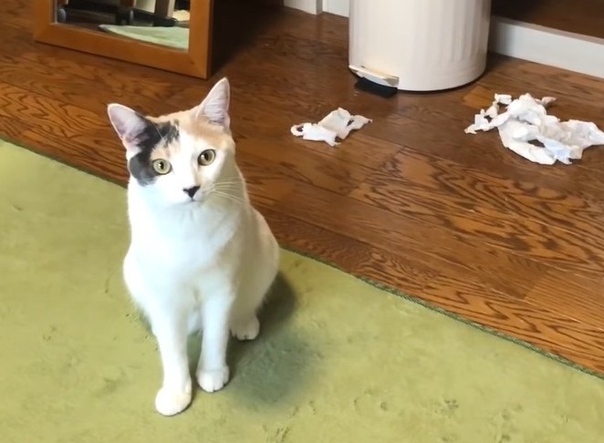 ゴミ箱を阻止せよ！飼い主さんと猫ちゃんの頭脳戦！