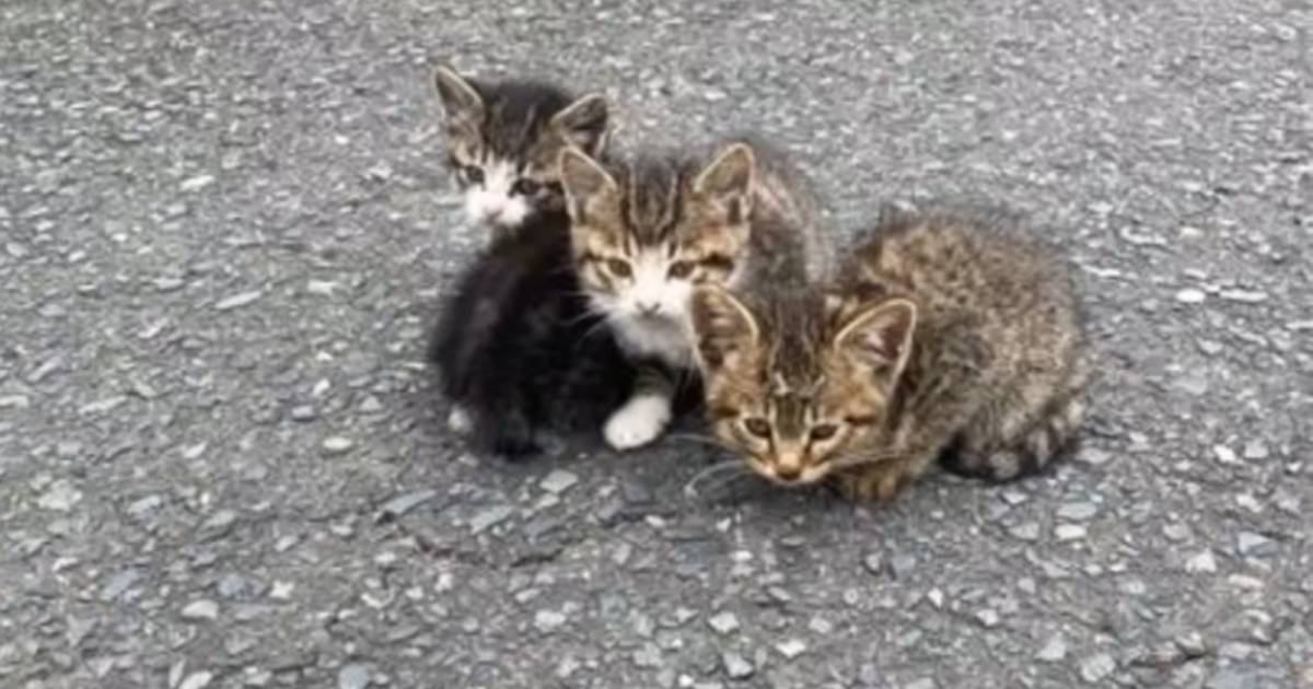 『道の真ん中で身を寄せ合っていた子猫たち』を保護したら…涙あふれる『まさかの結末』に反響「本当に信じられない事が…」「幸せすぎる」