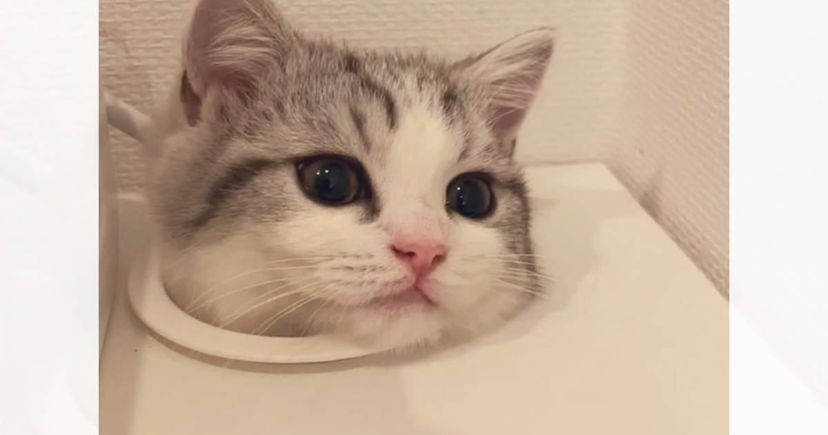 猫が『昔通れた小さな穴』に挑戦した結果…まさかの『可愛すぎる瞬間』が299万表示「撫で撫でしたい」「穴が小さくなったニャ」