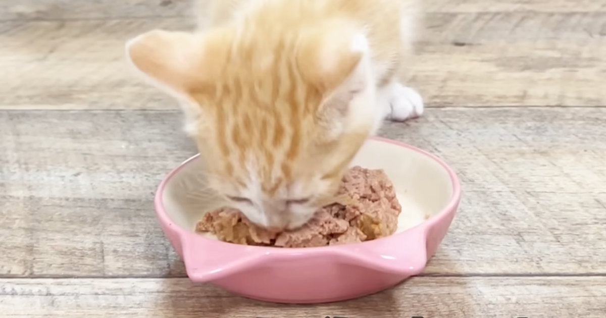 生後37日目を迎えた保護子猫→大好きな『ごはんの時間』になると…愛おしすぎる光景が47万再生「何をしても可愛い」「ずっと見ていられる」