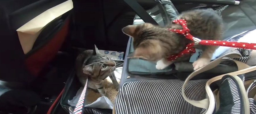 いったい何処へ？！車に動揺が隠せない猫ちゃん