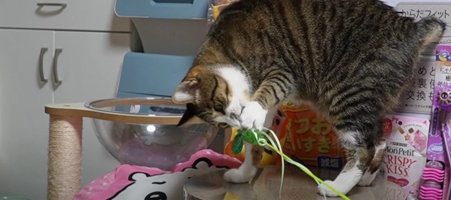 一日も経たないうちに破壊…！？猫じゃらしを気に入りすぎちゃった猫ちゃん