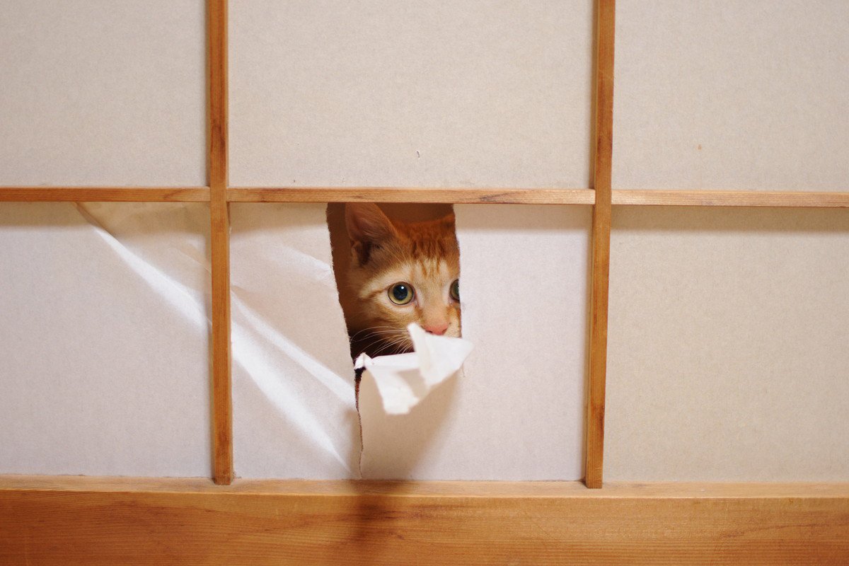 猫が『やりがちなイタズラ』6選　そもそも猫はどんな気持ちでイタズラしている？
