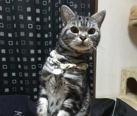 なにしてるの？猫が不思議に思う飼い主の行動６つ