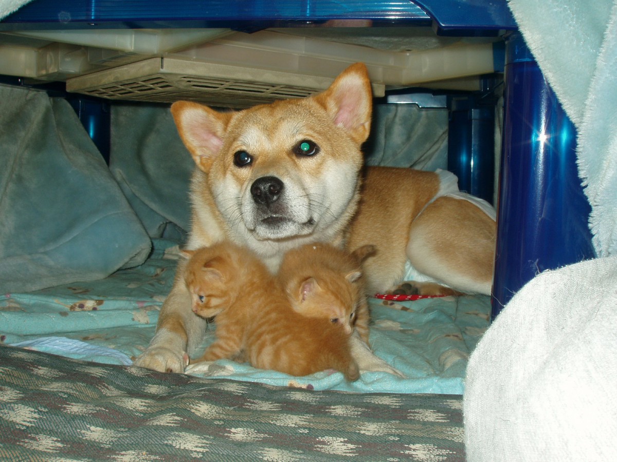 お願い！猫を捨てないで！愛犬の散歩中に出会った土嚢袋に入れられた子猫たち