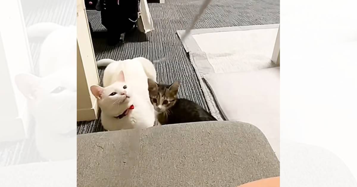 棒にじゃれて遊んでいた妹猫が突然…横にいる兄猫にとった『とんでもない行動』に"大爆笑"85万再生「声だして笑った」「2回は確信犯ｗ」
