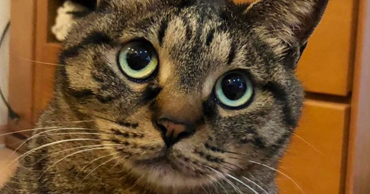 普段は可愛い表情の猫→『不機嫌』になった結果…想像を超える『とんでもない変化』に「別の猫レベルｗ」「わかりやすすぎるｗ」と８万いいね