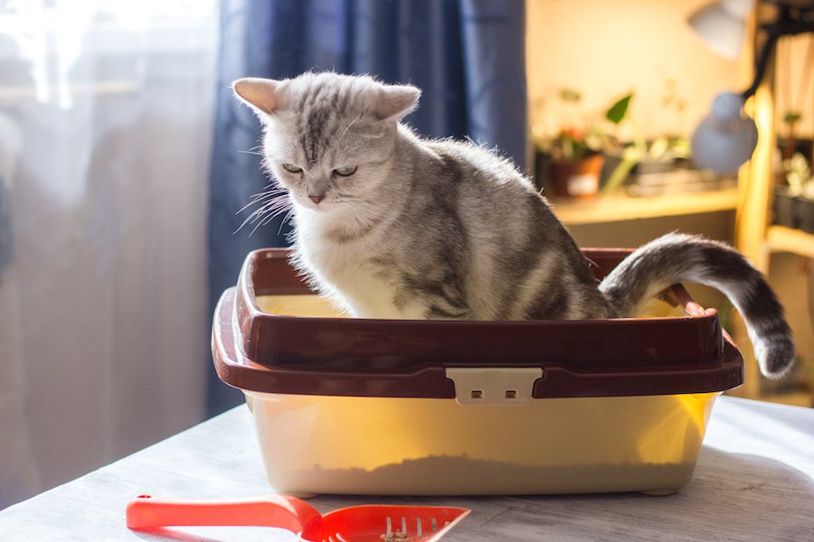 猫がトイレを気に入ってない時にする6つの仕草