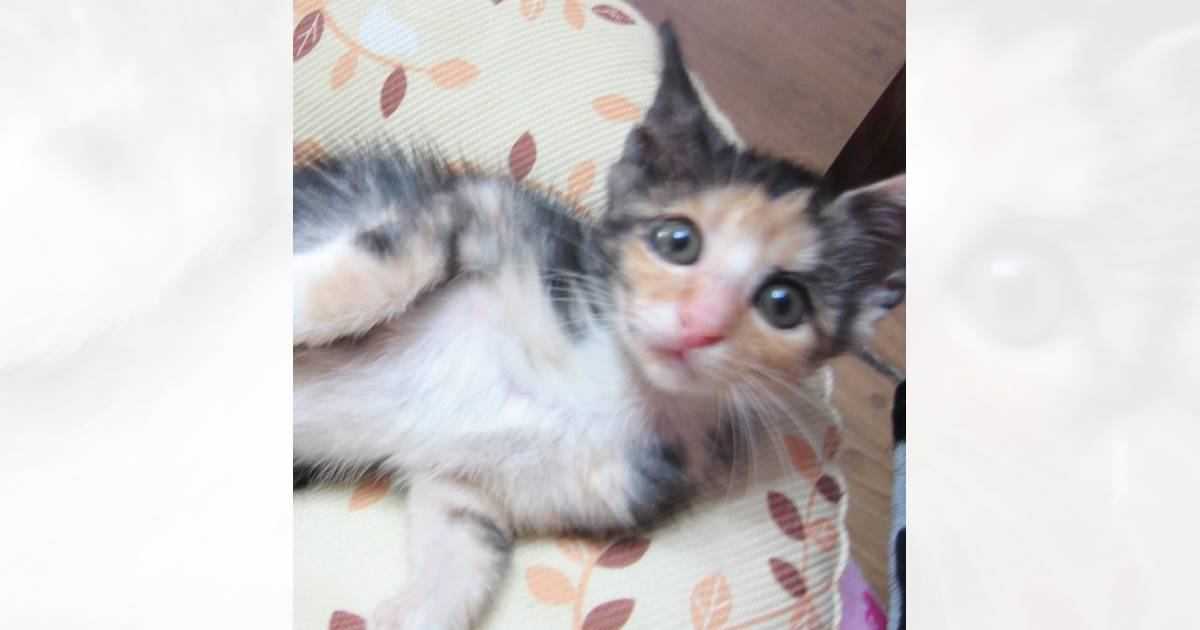 『瞳がきゅるきゅるの三毛子猫』が15年後……完全に別の猫みたいな"現在の姿"に「な、何があったんだ…」「タレ目は？ｗ」と驚きの声続出