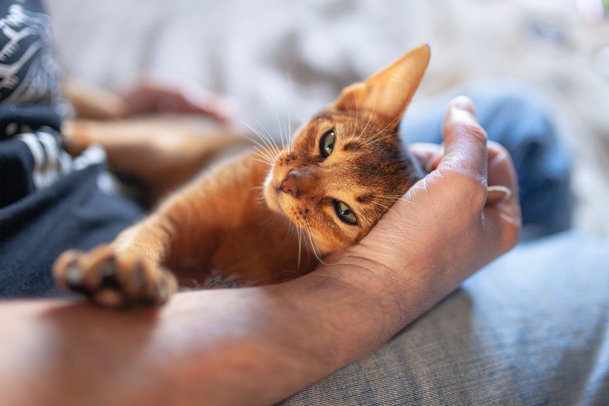 猫があなたを好きになる『可愛がり方』のコツ4選　避けるべき行為も？心がけたいこととは
