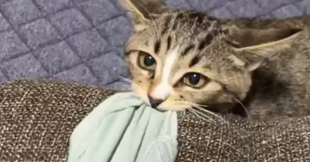 猫と遊んでいる最中に『席を立とう』とした、次の瞬間…キュンとくる『尊い甘え方』に７万いいね「まだあそぶのー」「かわいすぎる」と話題