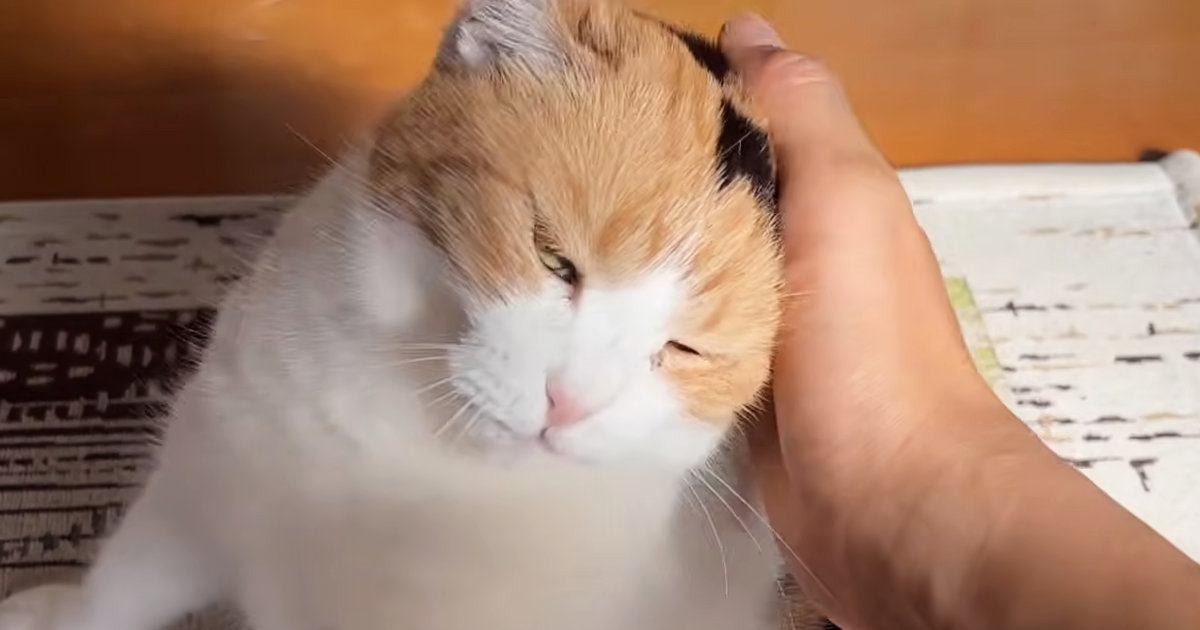 お出迎えをしてくれた三毛猫→『甘える気満々』で……たまらなく可愛い光景に「寄り道なんてできないね」「疲れも吹っ飛ぶね」と悶絶の声続出
