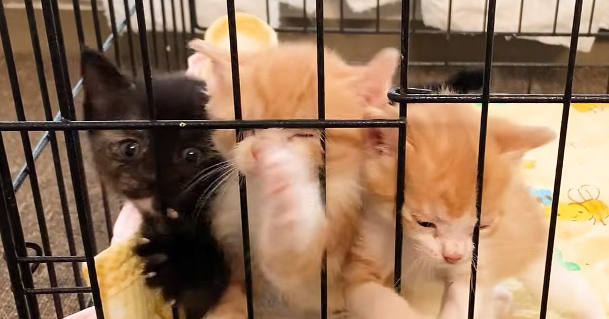 ケージの中にいる保護子猫たち→『ごはんの匂い』に気づくと…微笑ましすぎる光景が15万再生「元気いっぱいで可愛い」「キュンときた」