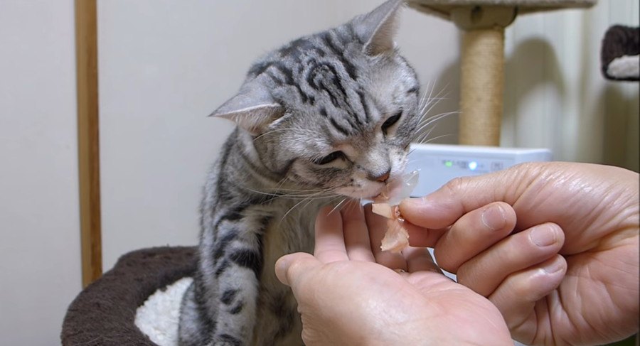 音あり推奨！猫ちゃんがかつお節を食べる音がたまらない♡