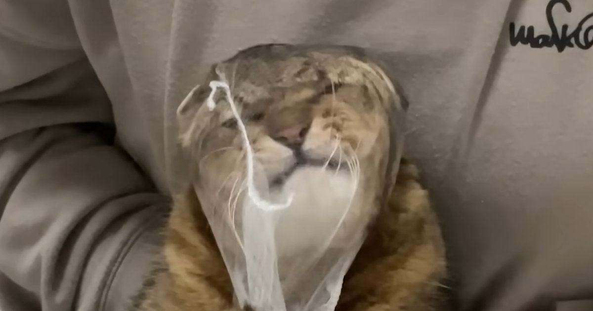 爪切りが苦手な猫→排水溝ネットを被せてみたら…まさかの光景に「古典的な銀行強盗ｗ」「悪いけどめっちゃ笑った」と爆笑する人が続出