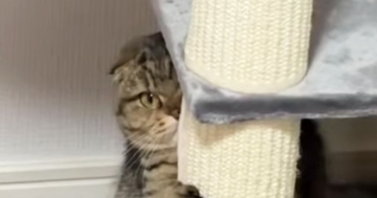 ふとキャットタワーを見たら、愛猫が…可愛すぎて笑ってしまう『予想外の行動』に「見えてないと思ってそうｗ」「悶絶した」とSNSで反響