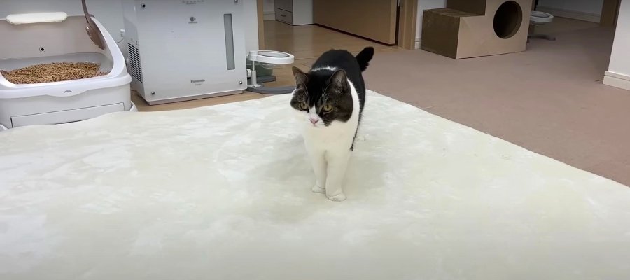 【検証】呼んだら愛猫は来てくれる？　二転三転する猫ちゃんの行動にハラハラドキドキ…！