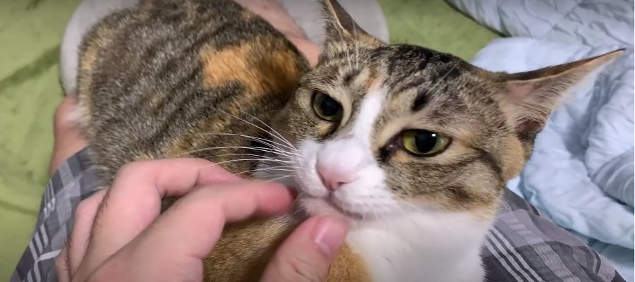 可愛いおちょぼぐち♪お膝を独り占めしちゃう猫ちゃん