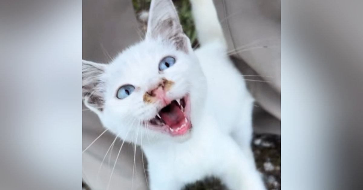 助けを求めるかのように鳴いていた『ボロボロの白猫』→保護を決意して…涙が止まらない『現在の様子』に「きっと選んで来たんだ」「よかった」