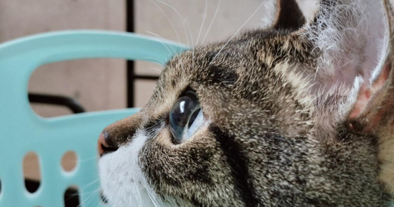 飛んでいる虫を見つめる猫→横から見てみると……あまりにも綺麗な『瞳』に1万5000いいね「宝石のように美しい」「すっごい」
