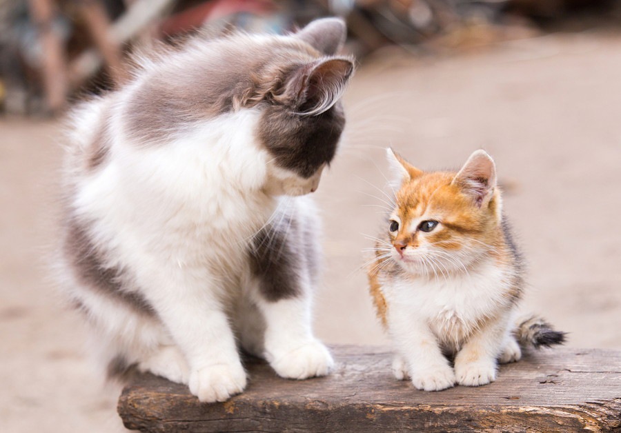 他の猫と仲良くできない猫への対処法