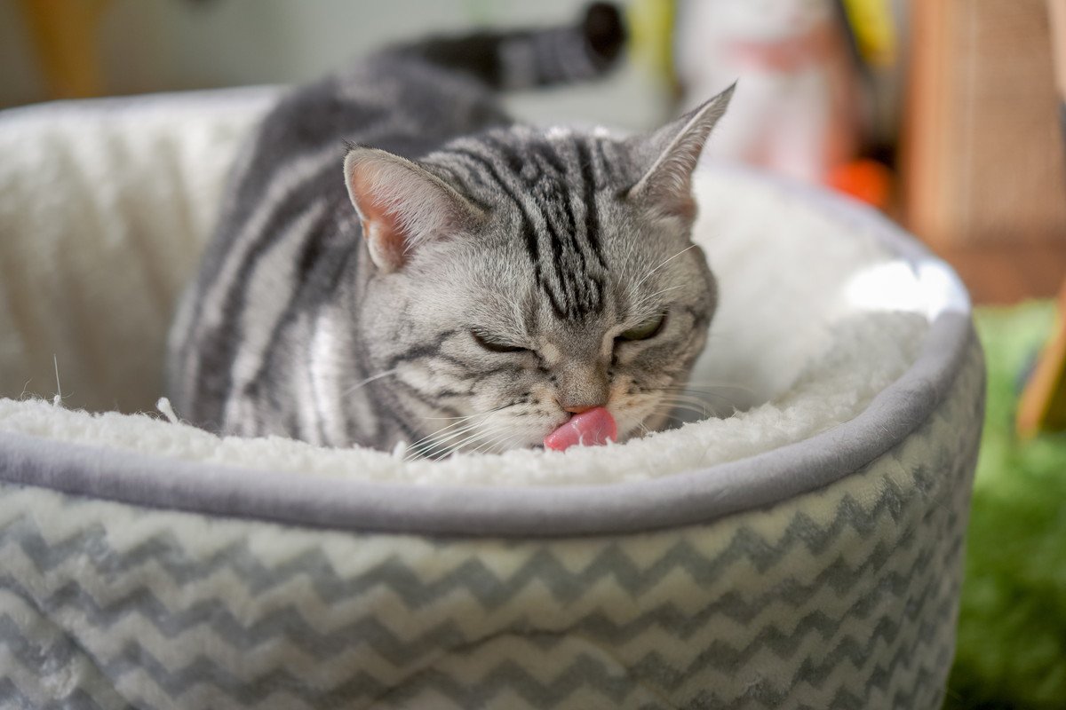 猫の『ウールサッキング』ってどんな行動？考えられる原因から改善策まで