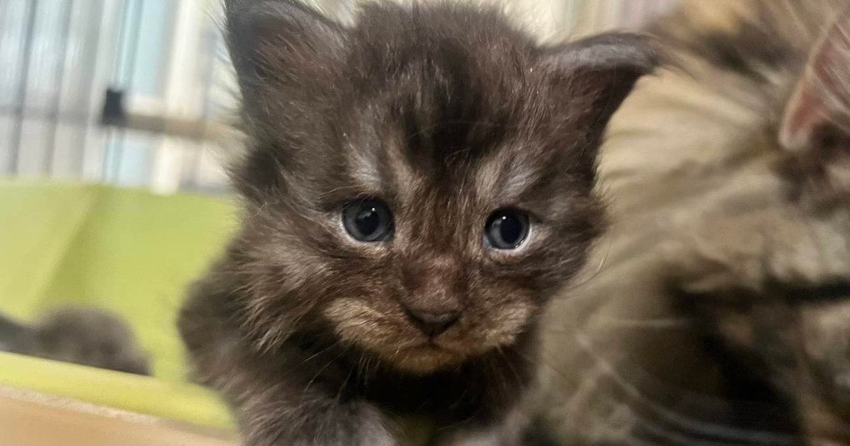 とっても小さかった『大型猫の赤ちゃん』→『４か月後』、子供が抱っこしてみると…驚愕の成長速度に「めっちゃでかい」「たったの4か月でｗ」