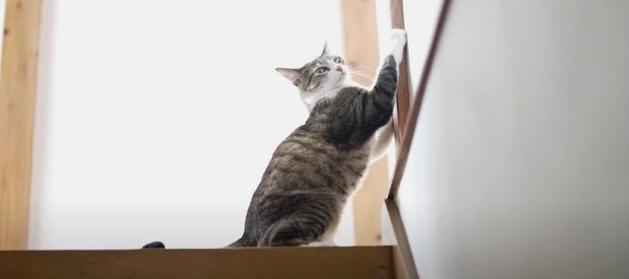 『天高くあそぶ秋！』風や落ち葉とたわむれる猫ちゃんたち♡