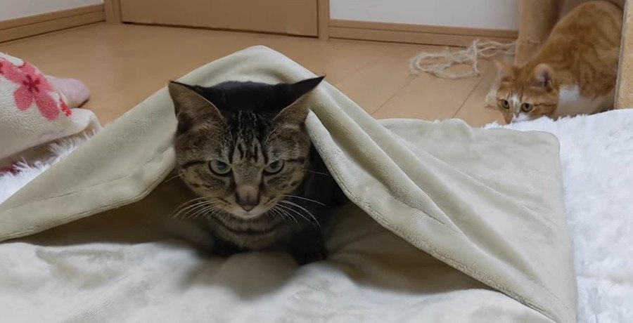 一瞬で気に入った♡お布団を一人占めしたい猫ちゃん！