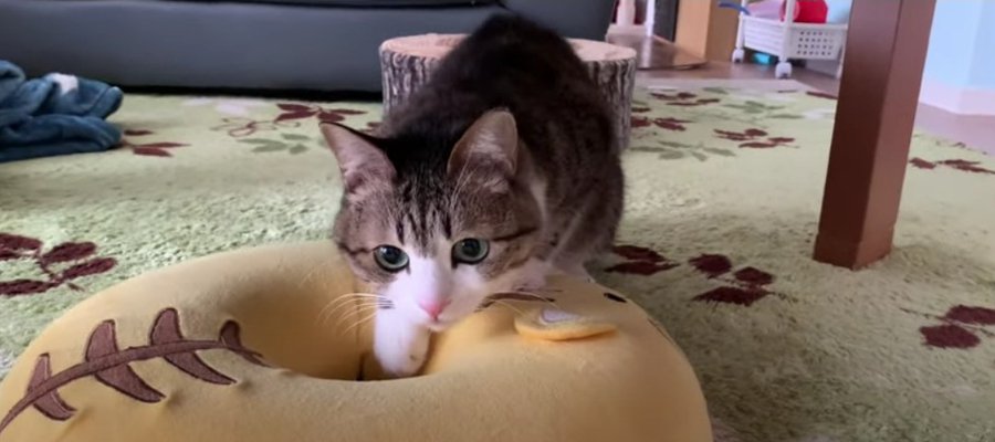 子猫みたい♡　飼い主さんと夢中で遊ぶ8歳の猫ちゃんがかわいすぎる！