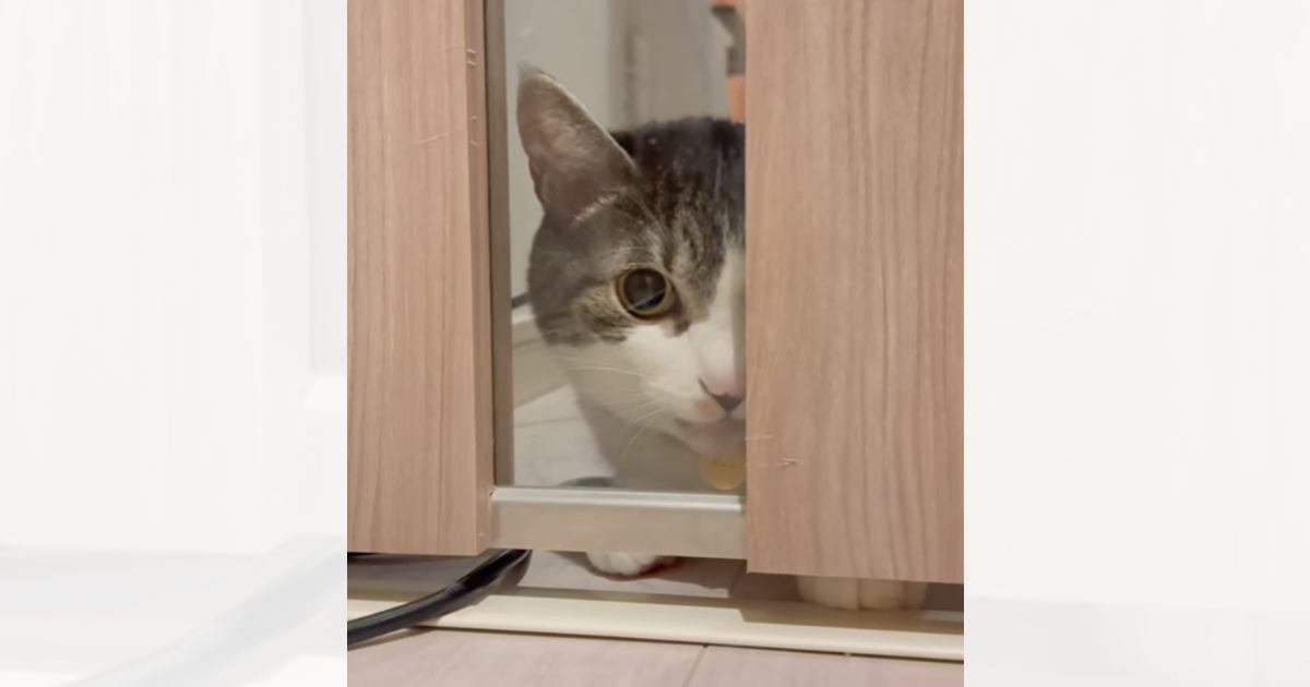 部屋に入りたくてたまらない猫がドアの前で…"思わぬ行動"にニヤニヤが止まらないと13万8000再生「今すぐ抱きしめたい」「可愛すぎ」
