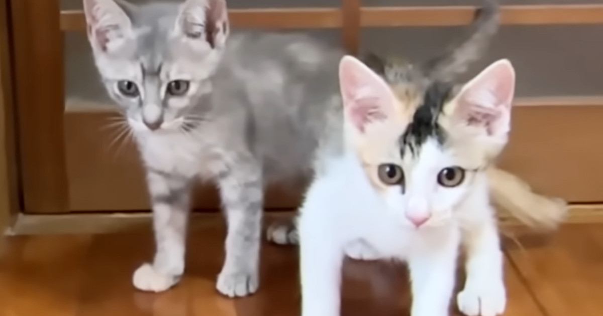 初めてのお部屋を探検する2匹の新入り子猫→扉の向こう側にいる『先輩猫たちの様子』を見ると…可愛すぎる光景に「ソワソワｗ」「大冒険だね」