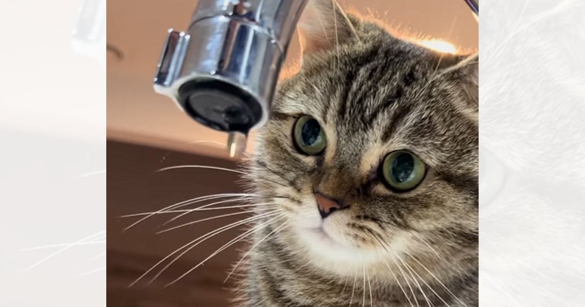 蛇口から出る水が"気になる猫"→水滴が落ちてくると…可愛すぎる『反応』が178万再生「可愛くてループしちゃう」「たまらん」の声