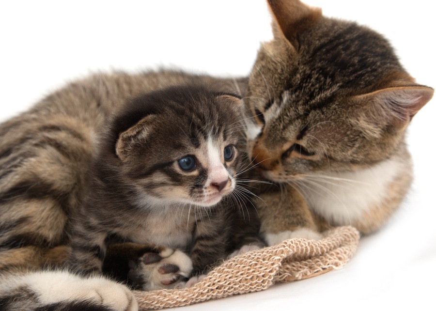 飼い主が寝てる時ジッと見てくる猫の心理