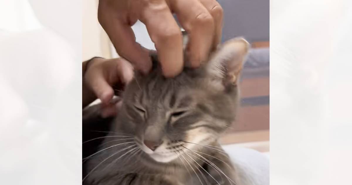 なでる手が『ママ』から『パパ』に入れ替わったら、猫は…まさかの反応に爆笑の声続出「顔つき変わるの面白いｗ」「可愛いｗｗ」と47万再生