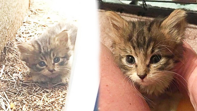 ママを探して鳴き叫ぶ子猫…1年後の麗しい姿に胸キュン♡