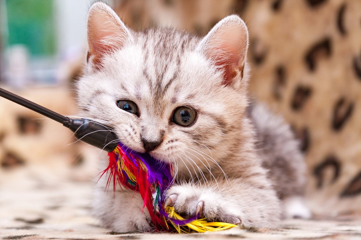 子猫を迎えるなら『準備すべきアイテム』7選　活用できるシーンや備えておきたい理由
