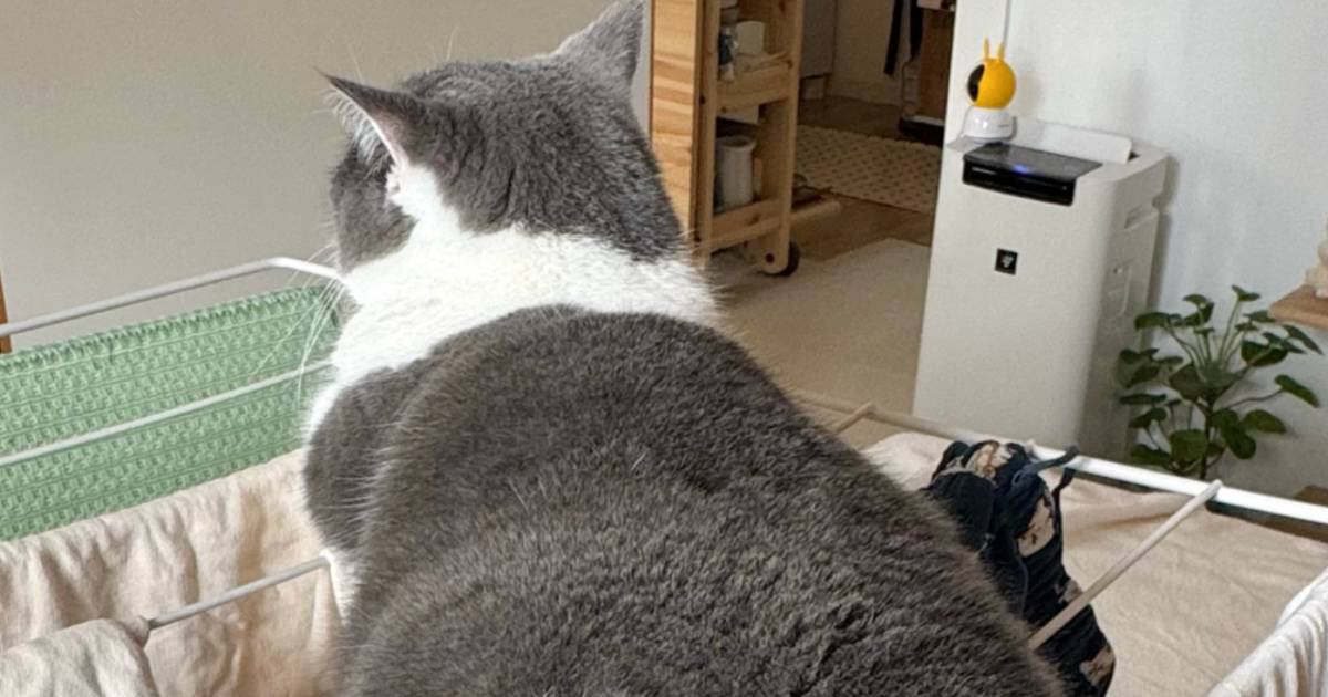 タオルハンガーの上に座っている猫→『右足』を見てみると…思わず二度見する『体勢』に1万7000いいね「足がおかしいｗ」「すごい器用ｗ」