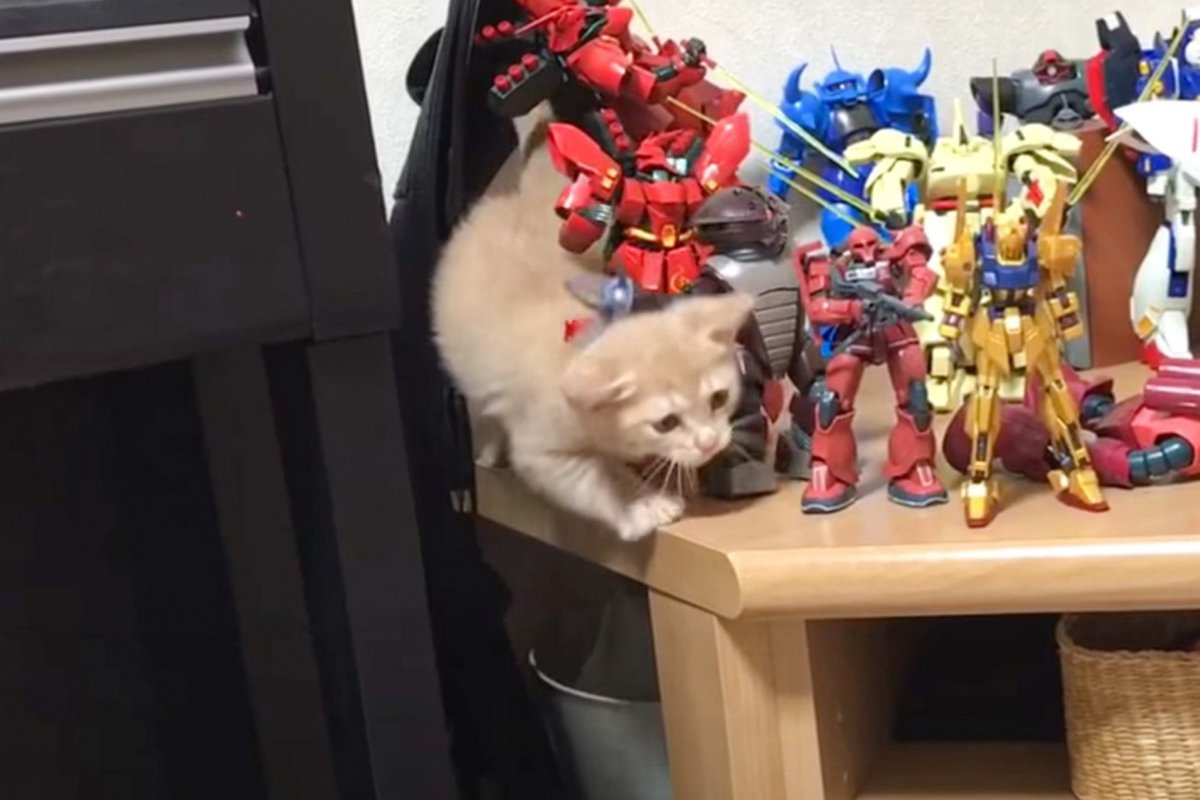 赤ちゃん猫が『ガンプラを倒さずに』進もうと努力した結果…可愛すぎる結末が67万再生「逆襲のニャア」「わろたｗｗ」と大反響