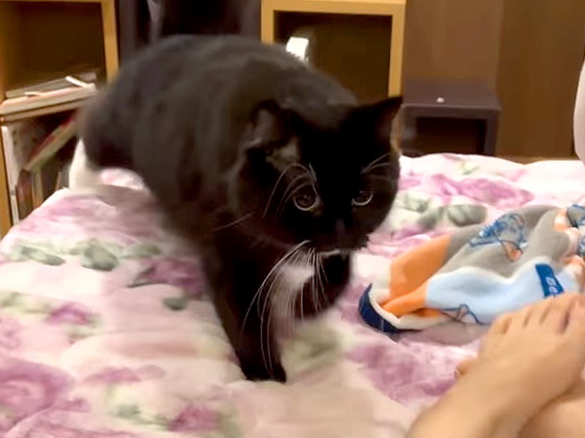 眠りにつこうとベッドで横になると、白黒ネコが…一緒にいたくて見せた『尊い行動』に反響「気持ち良さそうに寛いでる」「世界で１番かわいい」