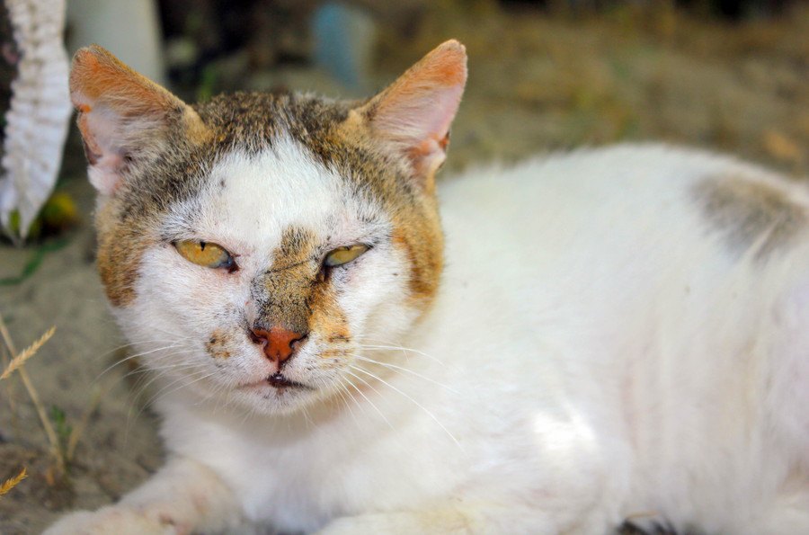 猫が飼い主を下にみているときにする行動８つ