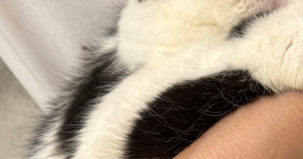 爪を切ろうと『猫を抱っこ』したら…涙が出るほど可愛い『表情』と『おてて』に「必死すぎてｗ」「今日イチ笑ったｗ」と笑顔になる人が続出