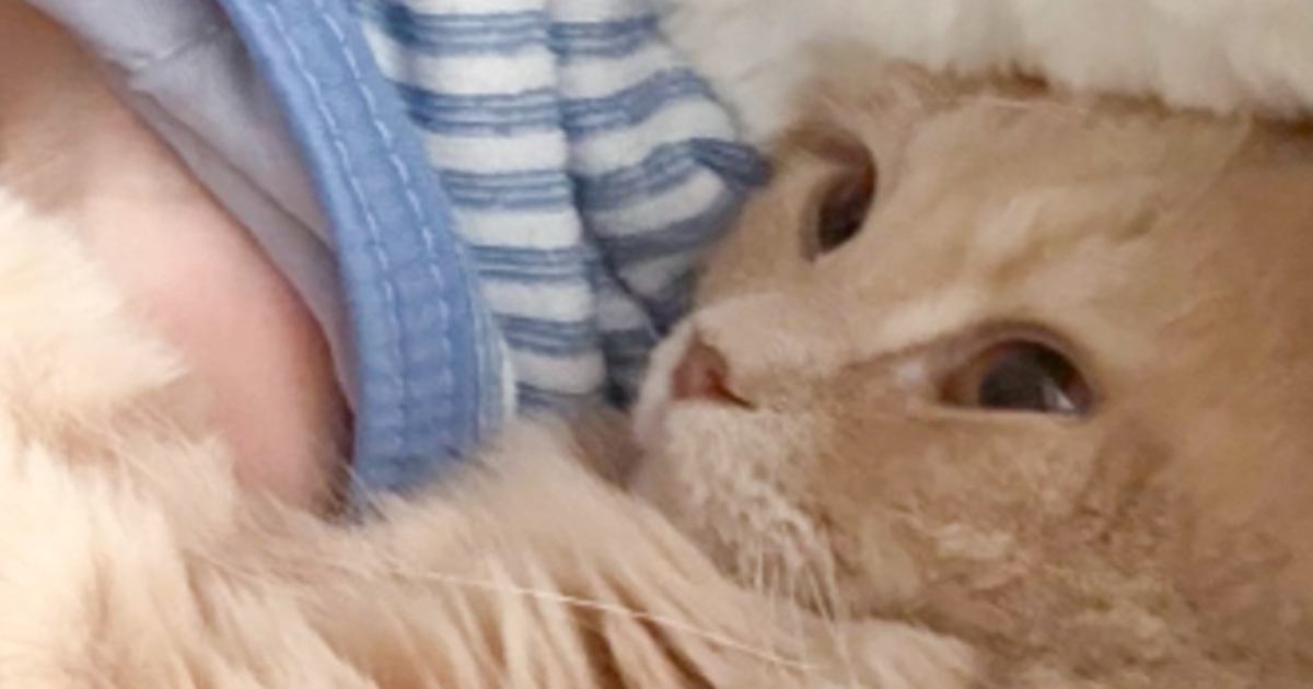 「殺意を感じるｗ」なんか息苦しいなと思ったら、隣にいた猫が…昼寝中に起きた『まさかの出来事』が160万表示「命まで狩る気で草」