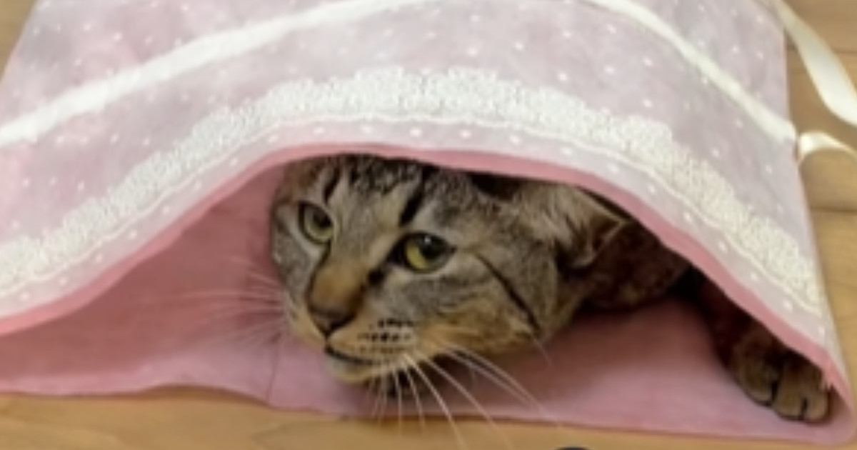 何かを必死に訴える猫→飼い主がようやく気づいて…尊すぎるやり取りと『結末』が120万再生「明らかにしょげてるｗ」「言葉を理解してそう」