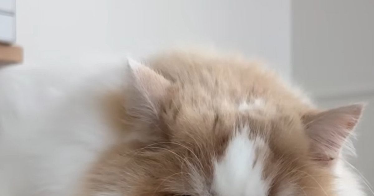 お留守番を任された猫→犬とお出かけしていた『飼い主が帰宅』すると…可愛すぎる表情に「わかりやすいｗ」「ヤキモチかな」と笑顔になる人が続出