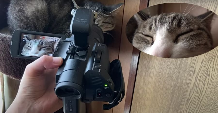 ドアップで映る猫ちゃんの撮影裏公開！