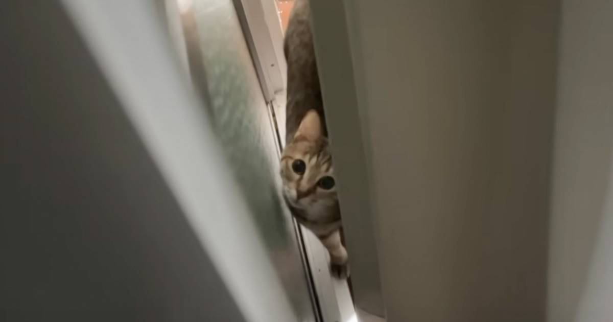 猫と『かくれんぼ』→飼い主がカーテンの裏に隠れたら…思わずニヤける『可愛すぎる遊びの様子』に「賢いし勘がいいね」「毎日したい」の声