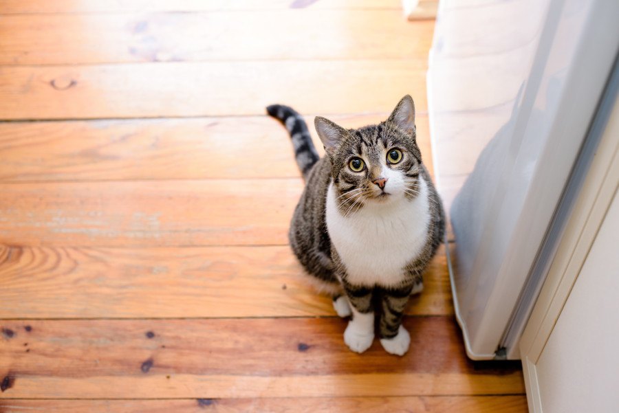 気をつけて！ペット不可物件で猫を飼っているのがバレる要因とリスク